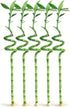 Generic 5 Stalks of 12 Inch Spiral Lucky Bamboo with one Free Bottle