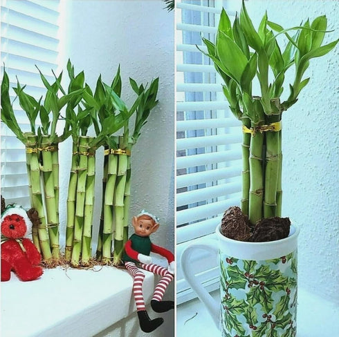 Generic Lucky Bamboo Plants, 8 Inches, Set of 6 Stalks with Gold Wire