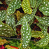 Set 3 4 8 Begonias Live Plants, Angel Wing Begonia Maculata Polka Dot, No Pot, Starter to Inc Tall, Indoor Outdoor