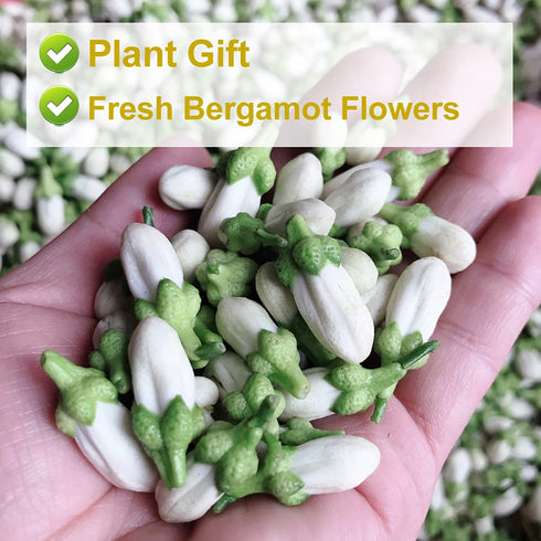 Plant Gift 2.82oz/80g Dried Bergamot Flower No Additives, Sulfur Free, Chinese Dried Herbs Angelica Sinensis Dong Quai