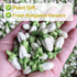 Plant Gift 2.82oz/80g Dried Bergamot Flower No Additives, Sulfur Free, Chinese Dried Herbs Angelica Sinensis Dong Quai