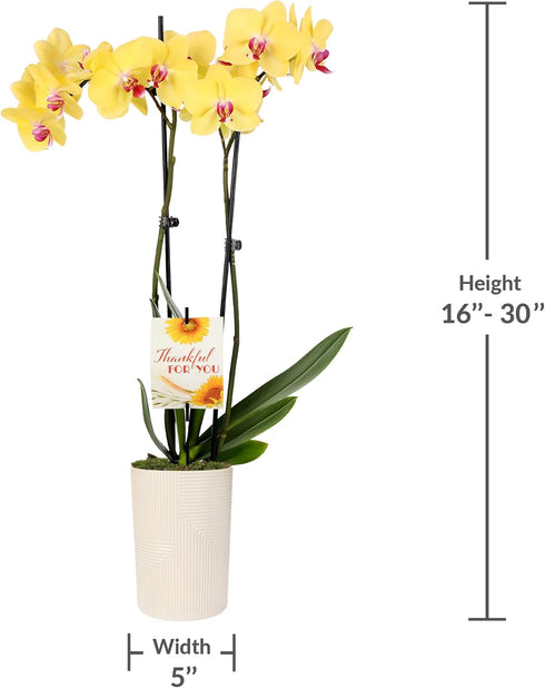 5" Green Circle Growers Yellow Orchid in Rockefeller Beige Planter, Live Plant Thankful for You