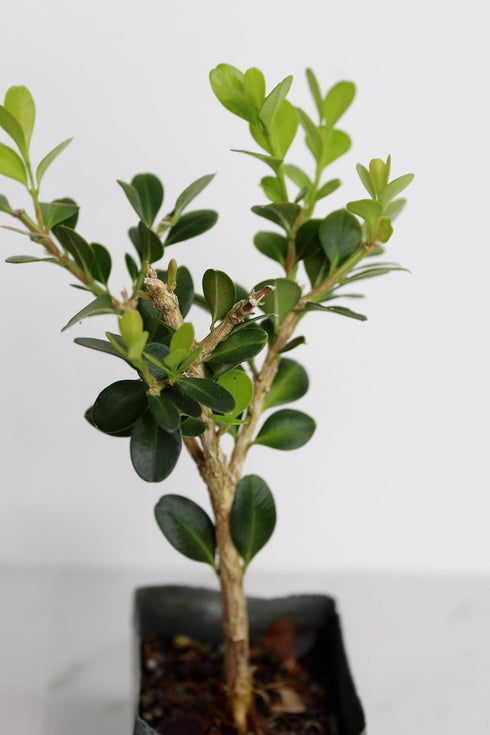 Mini Bonsai Tree Starter Gift, Winter Gem Boxwood Plant, Variegated Leaf Plant, Buxus Microphylla Boxleaf, Japanese
