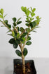 Mini Bonsai Tree Starter Gift, Winter Gem Boxwood Plant, Variegated Leaf Plant, Buxus Microphylla Boxleaf, Japanese