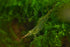 Swimming (10 Creatures Freshwater Aquarium Shrimp - A Perfect Combo to Brighten Your Aquarium! Premium Pinocchio)