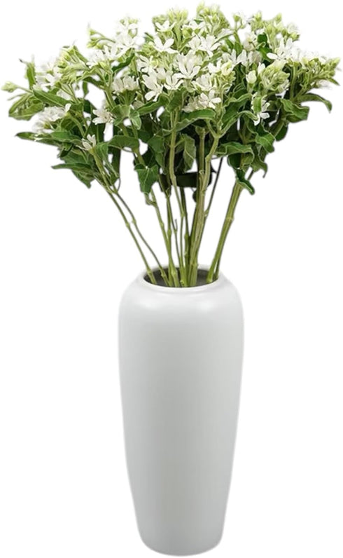 Cassiolina 10 Stem Fresh Cut Blue Star Flowers Tweedia Bouquet Stems for Wedding