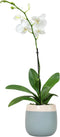 Premium White Live Orchid Plant Blooming in 3.5" Blue & White Orchid