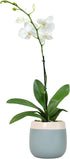Premium White Live Orchid Plant Blooming in 3.5" Blue & White Orchid