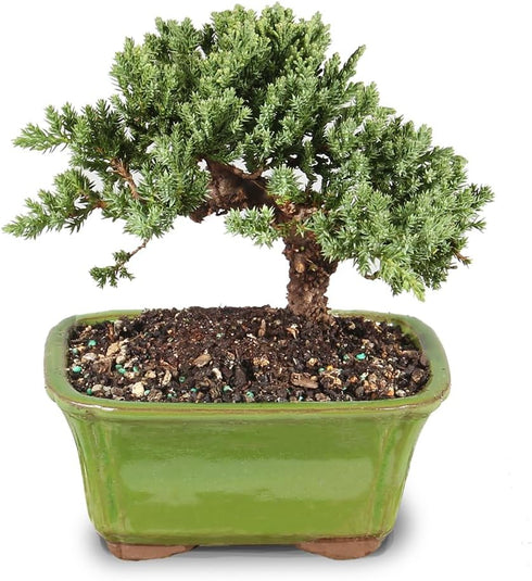 3 4-6 Inches Brussel's Bonsai - Live Green Mound Juniper Bonsai Tree, Outdoor Bonsai Tree Live Plant in Decorative