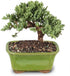3 4-6 Inches Brussel's Bonsai - Live Green Mound Juniper Bonsai Tree, Outdoor Bonsai Tree Live Plant in Decorative