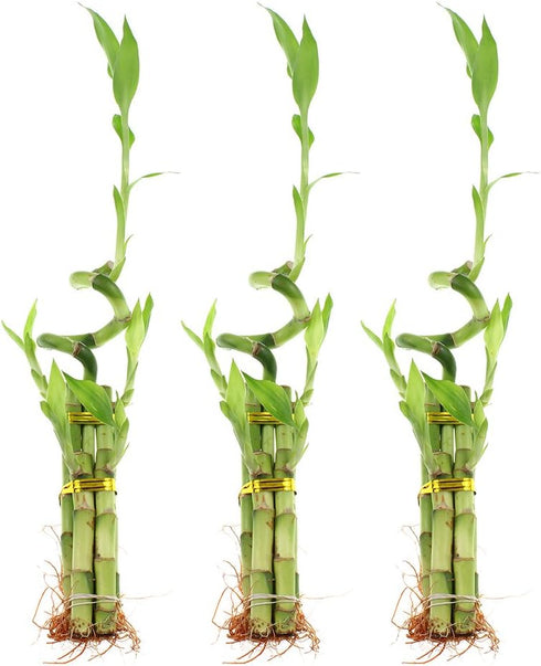 NW Wholesaler - 5 Stalk Live Lucky Bamboo Arrangement with Spiral Stalk,
