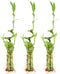 NW Wholesaler - 5 Stalk Live Lucky Bamboo Arrangement with Spiral Stalk,