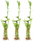 NW Wholesaler - 5 Stalk Live Lucky Bamboo Arrangement with Spiral Stalk,