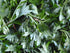 UNIGEMSMYTH 4 Ripple Stream Mugwort herb Pure Leaves Fine Picked Bulk Nil Stem, Stalk, Artemisia vulgaris Chemical Free