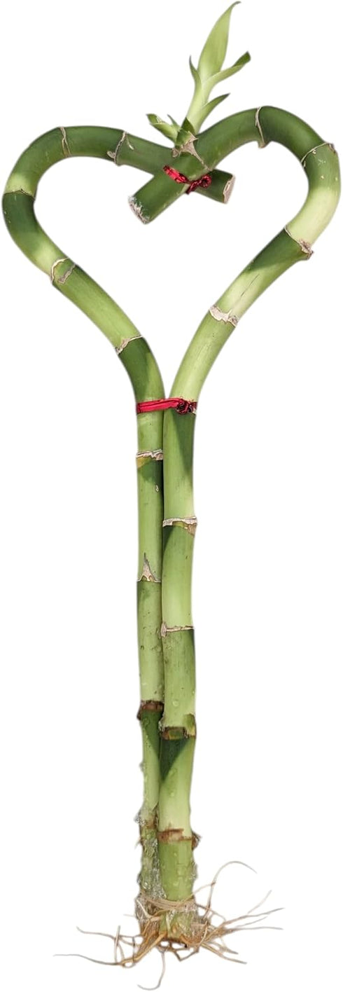 Generic Live Heart Shaped Lucky Bamboo Plant, 8 Inch Indoor Decorative Stalk