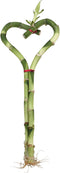 Generic Live Heart Shaped Lucky Bamboo Plant, 8 Inch Indoor Decorative Stalk
