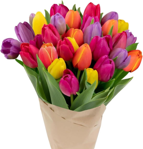 Stargazer Barn 30 Stem Rainbow Tulips Bouquet - Fresh Cut Flower Delivery,
