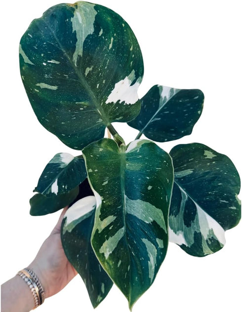 Generic White Wizard Philodendron, Indoor Tropical Plant, Variegated Green and White Foliage, 4-inch