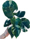 Generic White Wizard Philodendron, Indoor Tropical Plant, Variegated Green and White Foliage, 4-inch