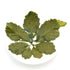 GOARTEA Premium Seven Leaf Jiaogulan Gynostemma Chinese Herbal GREEN TEA, 250g / 8.8oz Loose Leaf