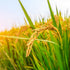 (4.4 lbs) Kagayaki Select Rice | California White Short Grain | Koshihikari Variety | Kapika Processed | Ideal