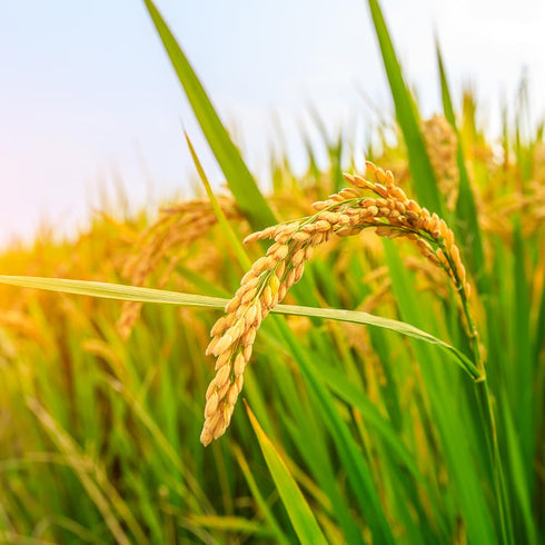(4.4 lbs) Kagayaki Organic Rice | California White Short Grain | Kapika Processed | Ideal for Health-Conscious Cooking