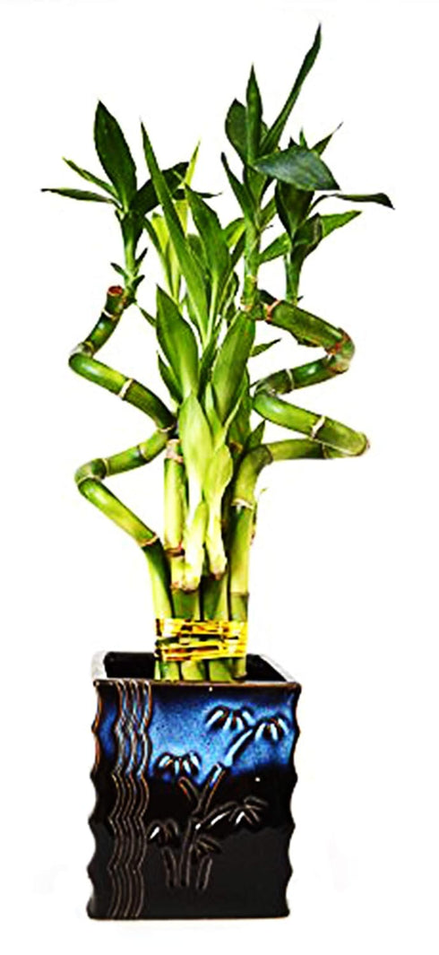 9GreenBox - Lucky Bamboo Spiral Style with Black and Blue Ceramic Vase Live