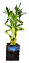 9GreenBox - Lucky Bamboo Spiral Style with Black and Blue Ceramic Vase Live