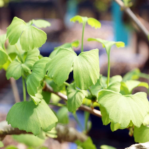 4 10 14 Inches Brussel's Bonsai Live Ginkgo Bonsai Tree - Years, to Tall - Outdoor Bonsai Tree Live in Decorative