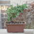 3 4-6 Inches Brussel's Bonsai - Live Green Mound Juniper Bonsai Tree, Outdoor Bonsai Tree Live Plant in Decorative