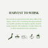 Packets Packets (24) Matcha Green Tea Powder Single Serving Sticks, Dr. Weil's Ceremonial Organic Matcha Powder Singles