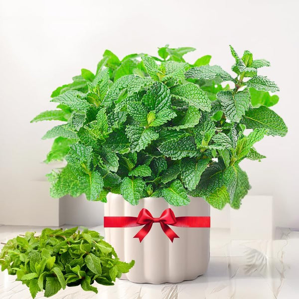TANKDA Sets 2 Live Mint Plants Herb in 3.5" Pot, Fresh Spearmint