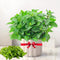 TANKDA Sets 2 Live Mint Plants Herb in 3.5" Pot, Fresh Spearmint