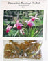 Discount Hawaiian Gifts Hawaiian Bamboo Orchid Plant Root - Live Tropical Orchid, Easy Care Indoor Outdoor Flowering