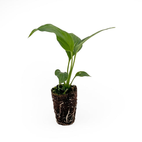 '7th '7th 2-8" 2ct Live Spathiphyllum Heaven' Plant - Heaven Peace Lily' - ragnaroc Tropical Plant Tall - - Live