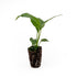 '7th '7th 2-8" 2ct Live Spathiphyllum Heaven' Plant - Heaven Peace Lily' - ragnaroc Tropical Plant Tall - - Live