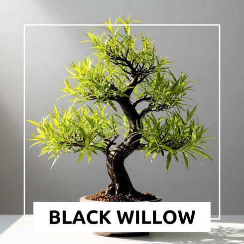 Black Willow Bonsai Tree Cutting to Grow - Dark Branches - Fast Growth, Good for Training - Easy-to-Root for Beginners