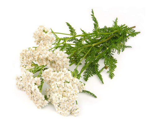 Health Embassy Yarrow Herb Tea - Achillea millefolium L - Herbal Tea (100g)