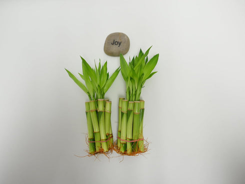Athena's Garden B-SS04 4" 4" Bamboo Stalks with Shoots, Green