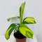 Calathea Pilosa - Live Plant in a 4 Inch Growers Pot -