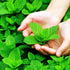 Sets 2 3.5" 5-9" TANKDA Live Mint Plants Herb in Pot, Fresh Spearmint for Indoor Outdoor Growing, Spring Planting