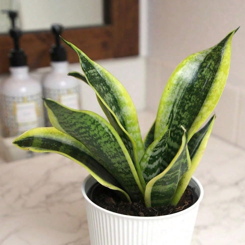 generic (1 Live Variegated Snake Plant Fully Rooted Sansevieria Superba, Low Light Tolerant, Air Purifying, Easy Care