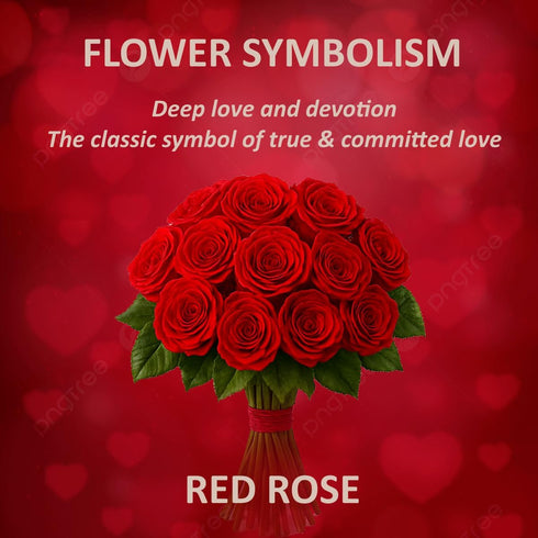 Generic Dozen 12 50CM One Fresh Roses Bouquet, Premium Long-Stem Ecuador Freedom Red Roses, Hand-Tied Floral
