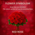 Generic Dozen 12 60CM/23.62IN) One Fresh Roses Bouquet, Premium Long-Stem Ecuador Roses, Hand-Tied Floral Arrangement