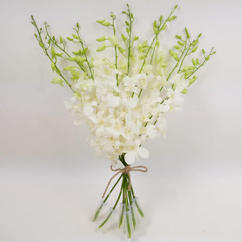 Athenas Garden Fresh Cut Orchids 10 Stems Dendrobium White Orchids Fresh Flowers