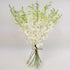 Athenas Garden Fresh Cut Orchids 10 Stems Dendrobium White Orchids Fresh Flowers