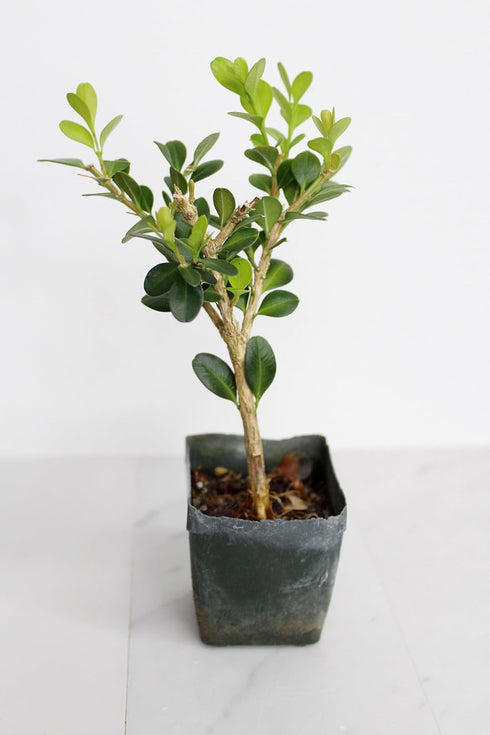 Mini Bonsai Tree Starter Gift, Winter Gem Boxwood Plant, Variegated Leaf Plant, Buxus Microphylla Boxleaf, Japanese