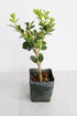 Mini Bonsai Tree Starter Gift, Winter Gem Boxwood Plant, Variegated Leaf Plant, Buxus Microphylla Boxleaf, Japanese