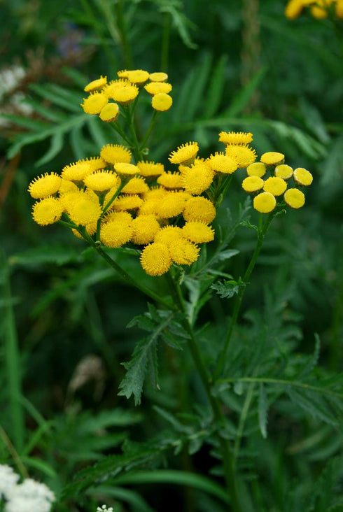 (100g) Health Embassy Tansy Herb | Tanacetum Vulgare L | Herbal Tea