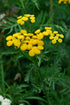 (100g) Health Embassy Tansy Herb | Tanacetum Vulgare L | Herbal Tea